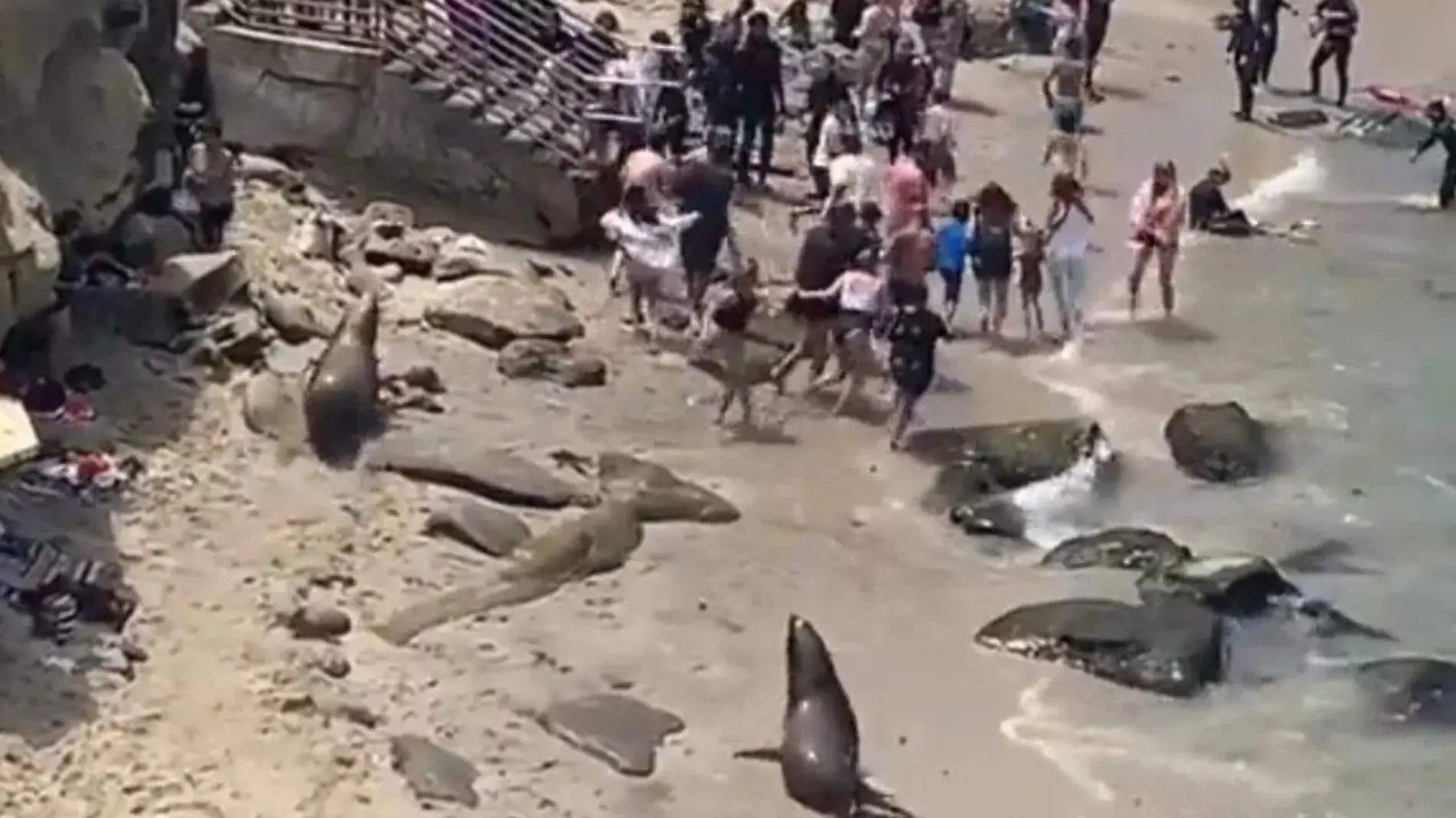 Dos leones marinos hacen correr a un grupo de bañistas en California